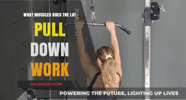 Lat Pull Down Muscles: Targeted Back, Arm, and Shoulder Engagement Explained