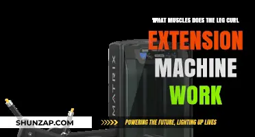 Leg Curl Extension Machine: Targeted Muscles and Workout Benefits