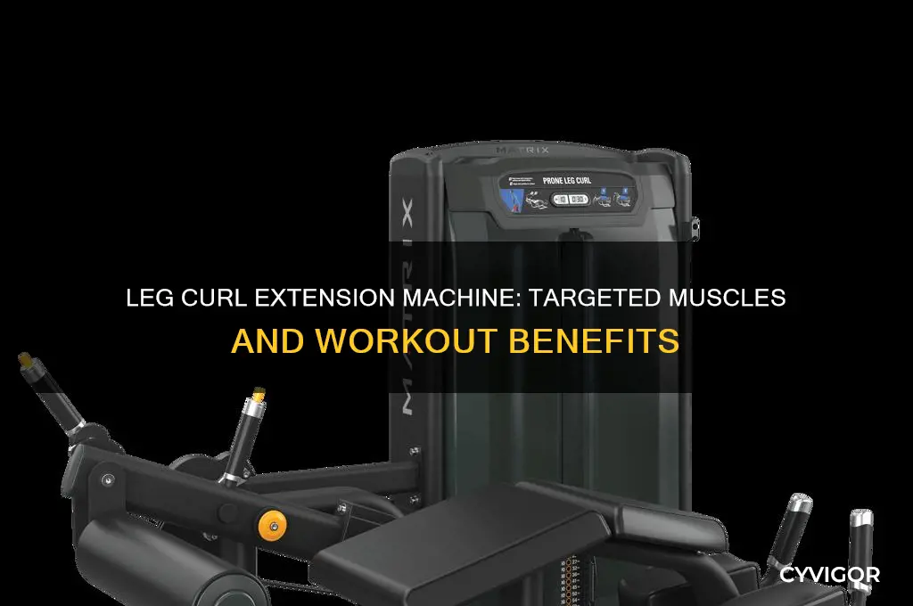 what muscles does the leg curl extension machine work