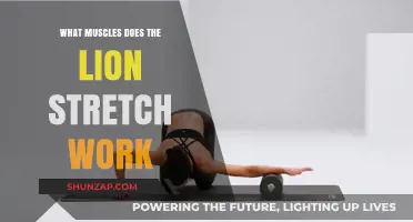 Lion Stretch Benefits: Targeted Muscles and Flexibility Explained