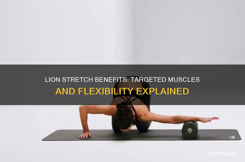 what muscles does the lion stretch work