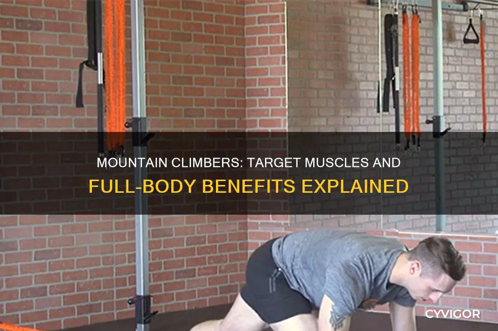 what muscles does the mountain climber work