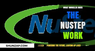 Muscles Targeted by NuStep: A Comprehensive Workout Breakdown