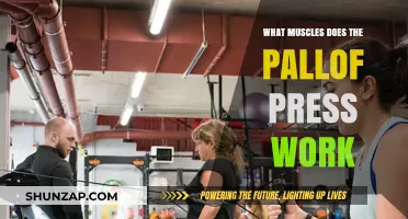 Pallof Press Muscles: Core, Shoulders, and Stability Benefits Explained
