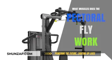Pectoral Fly Muscles: Targeted Chest and Shoulder Workout Explained