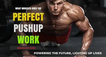 Mastering the Perfect Pushup: Targeted Muscles and Benefits Revealed