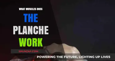 Planche Workout: Targeted Muscles and Strength Benefits Revealed