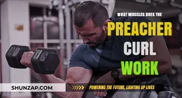 Preacher Curl Muscles: Targeted Biceps and Brachialis Activation Explained