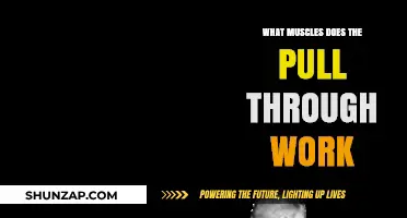 Pull Through Exercise: Target Muscles and Benefits Explained