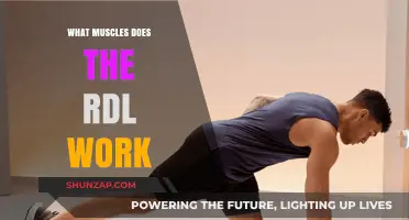 Muscles Targeted by RDL: Unlocking Strength and Stability Benefits