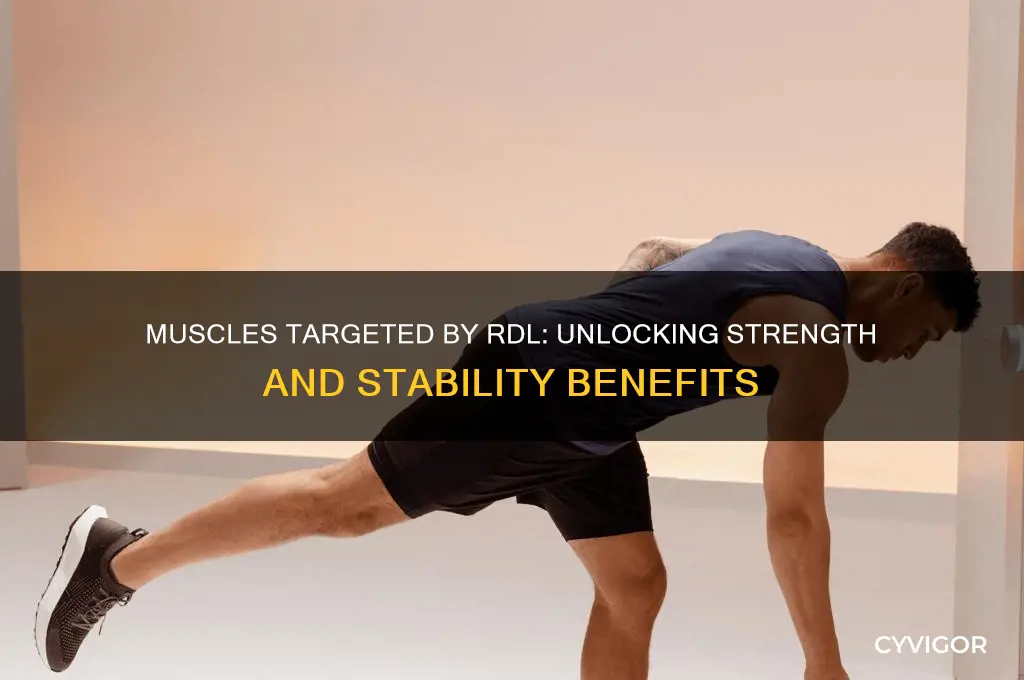 what muscles does the rdl work