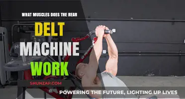 Rear Delt Machine: Target Muscles and Benefits Explained
