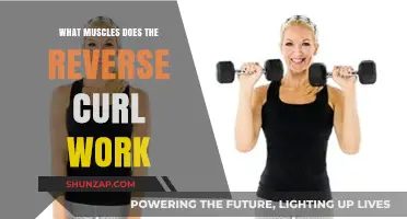 Reverse Curl Muscles: Targeted Benefits and Effective Workout Techniques
