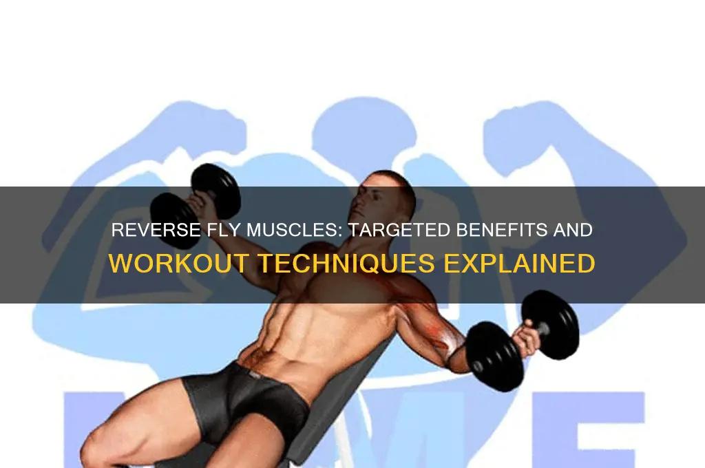 what muscles does the reverse fly work