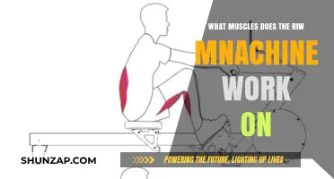 Row Machine Muscles: Targeted Workout for Back, Arms, and Core