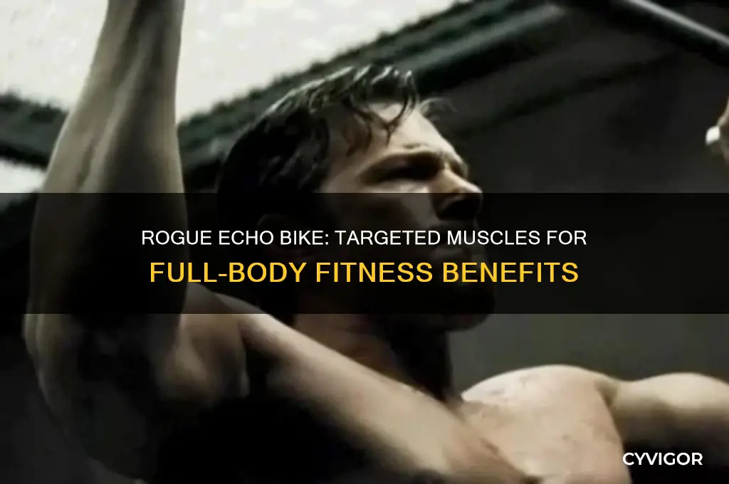 what muscles does the rogue echo bike work