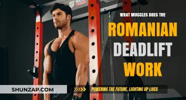 Romanian Deadlift Muscles: Targeted Benefits and Workout Impact Explained