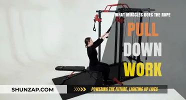 Rope Pull Down Muscles: Targeted Back, Arm, and Core Engagement