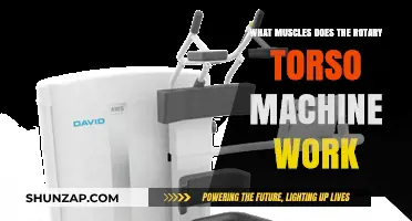 Rotary Torso Machine: Targeted Muscles for Core Strength and Stability