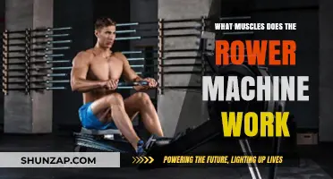 Rowing Machine Muscles: Full-Body Workout Benefits Explained
