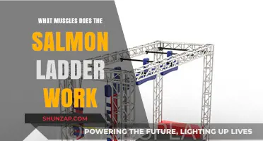 Salmon Ladder Workout: Targeted Muscles and Full-Body Benefits Explained