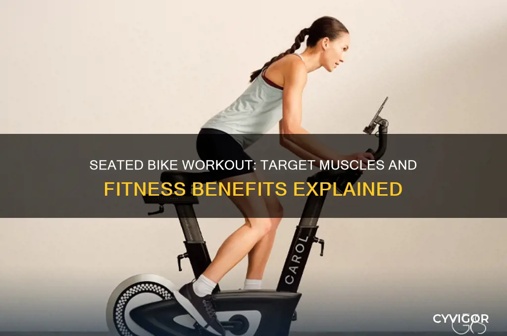 what muscles does the seated bike work
