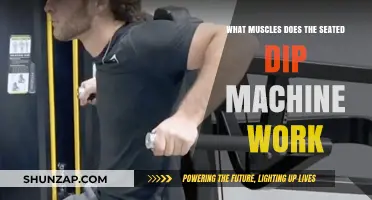 Seated Dip Machine: Target Muscles and Workout Benefits Explained