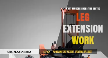 Seated Leg Extension: Targeted Muscles and Benefits Explained