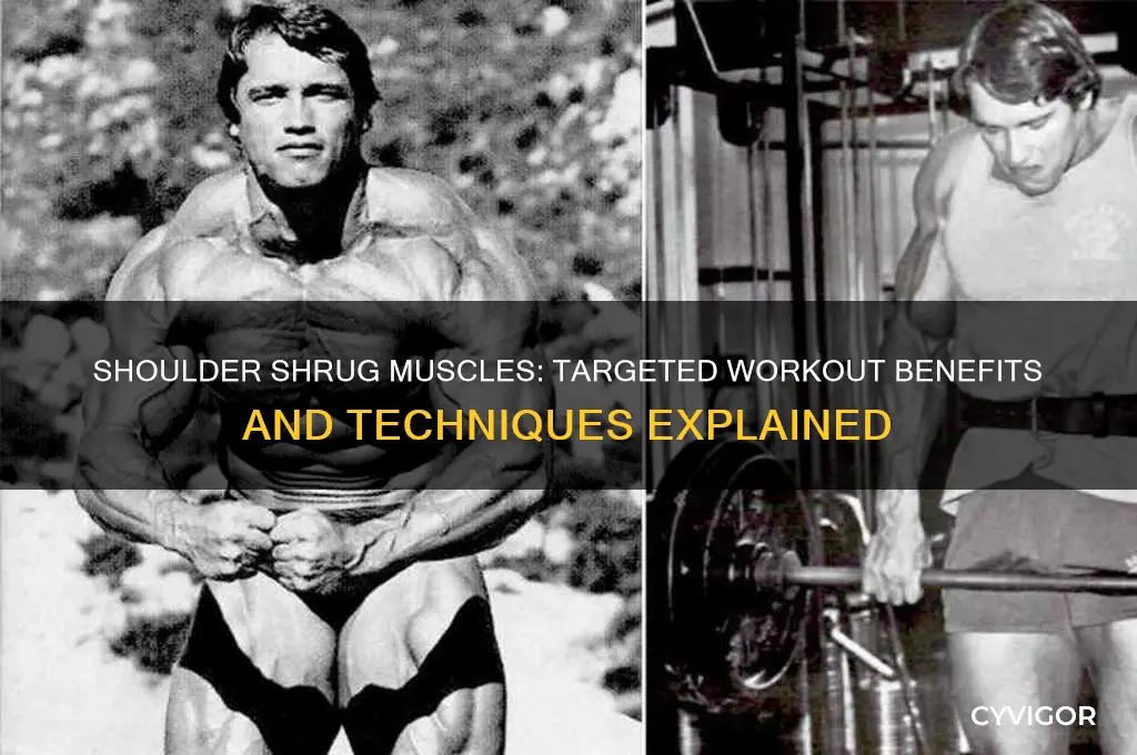 what muscles does the shoulder shrug work