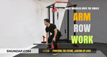 Single Arm Row Muscles: Targeted Back, Arm, and Core Engagement