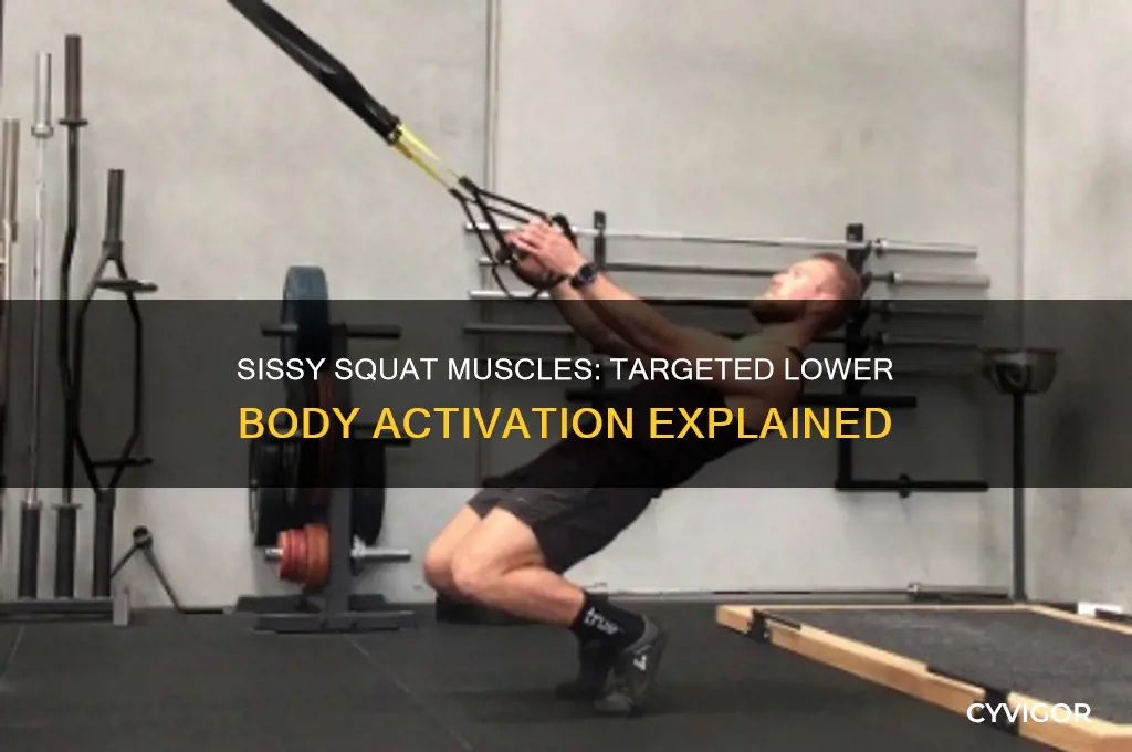 what muscles does the sissy squat work