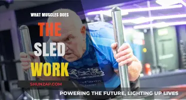 Sled Workout Muscles: Targeted Strength Training Benefits Explained