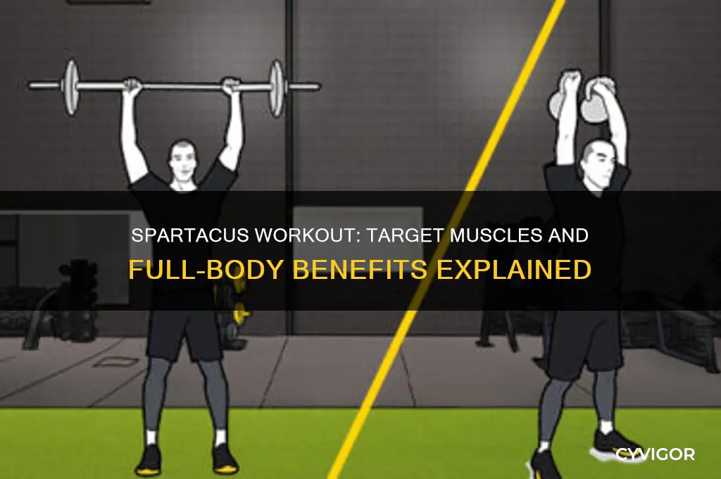 what muscles does the spartacus workout work