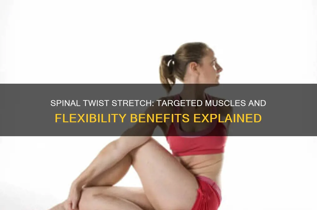 what muscles does the spinal twist stretch work