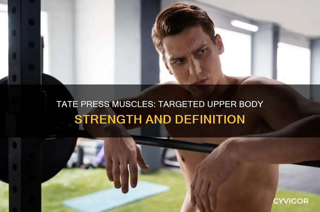 what muscles does the tate press work