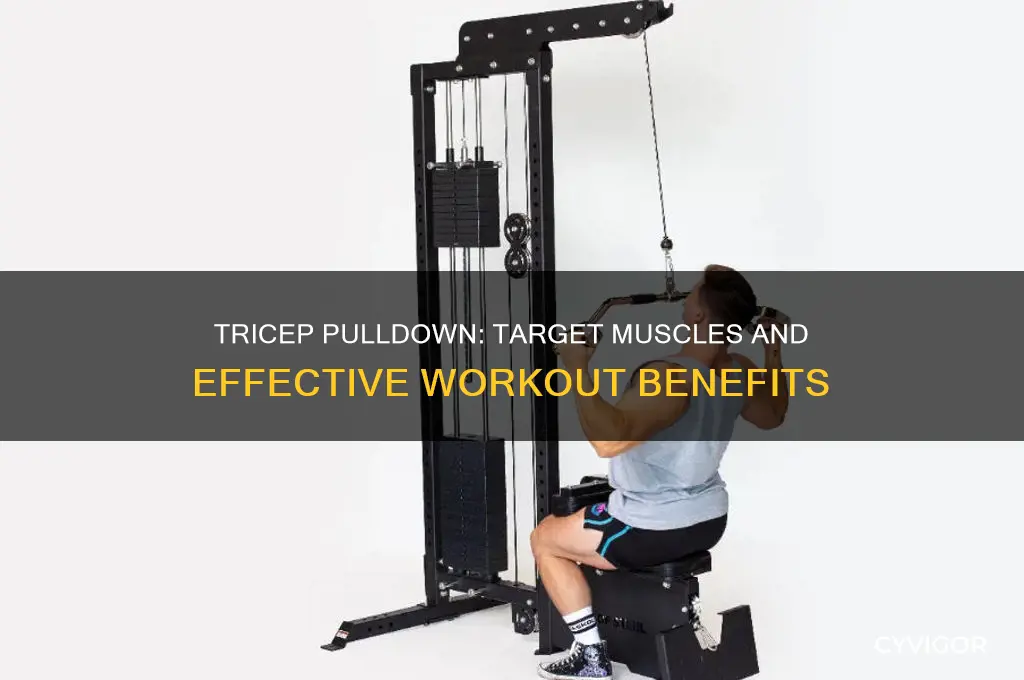 what muscles does the tricep pulldown work