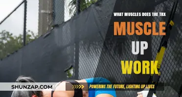TRX Muscle Up: Targeted Muscles and Full-Body Benefits Explained