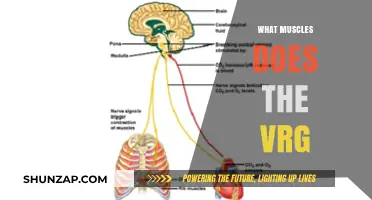 V-Ring Row: Targeting and Building Your Back Muscles