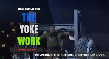 Yoke Workout Benefits: Targeted Muscles and Strength Training Explained