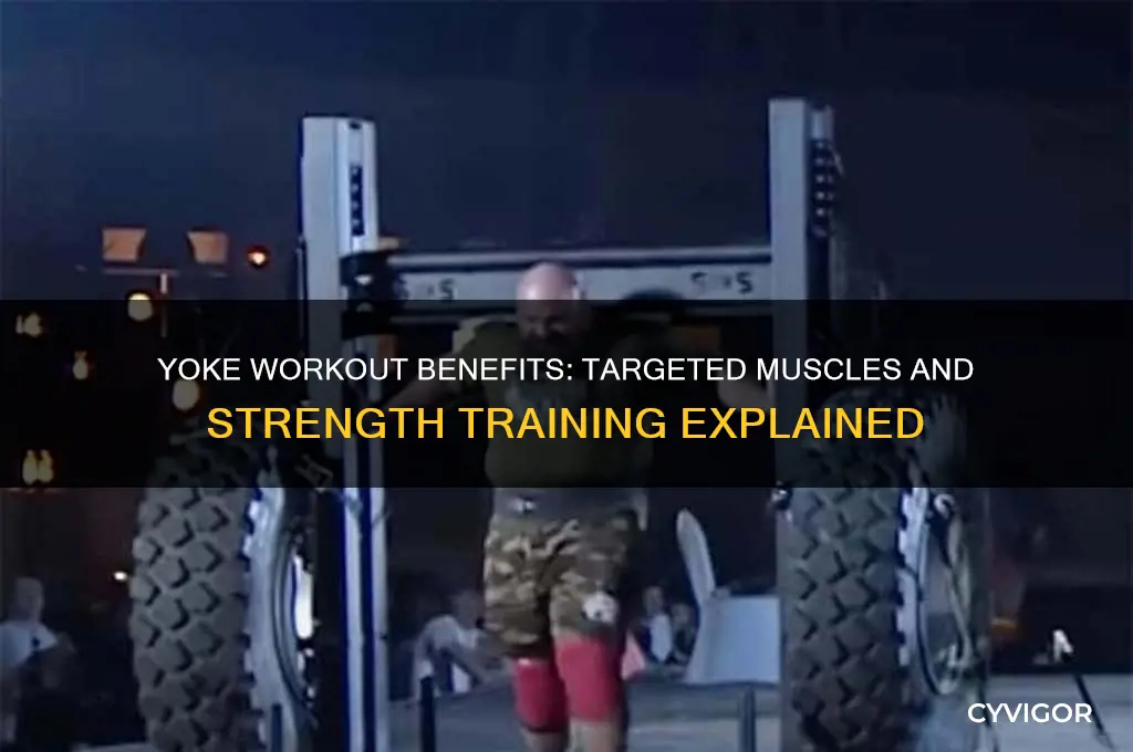 what muscles does the yoke work