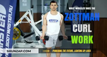 Zottman Curl Muscles: Targeted Benefits and Workout Impact Explained