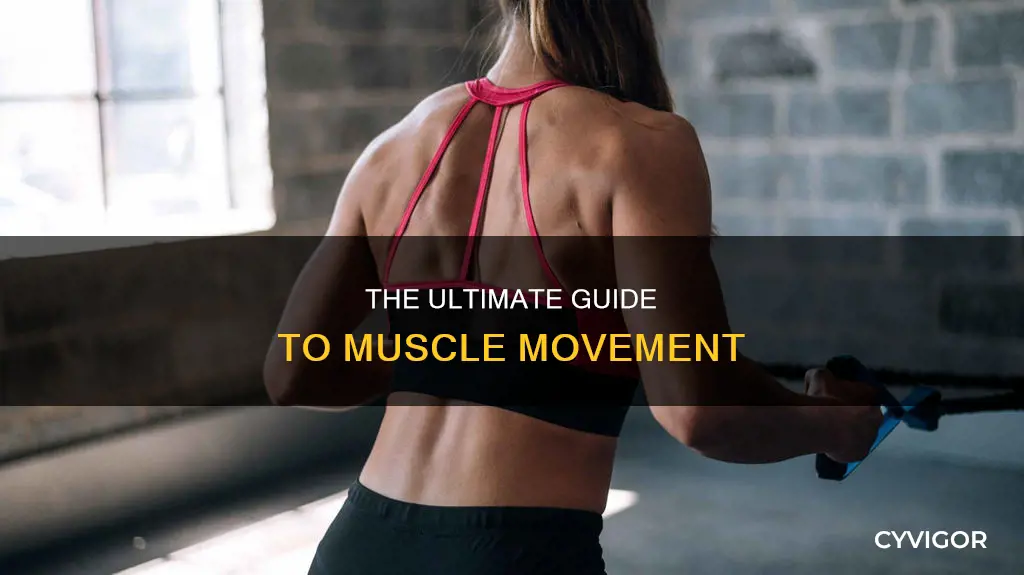 what muscles does the