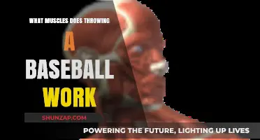 Muscles Engaged in Baseball Throwing: A Comprehensive Breakdown