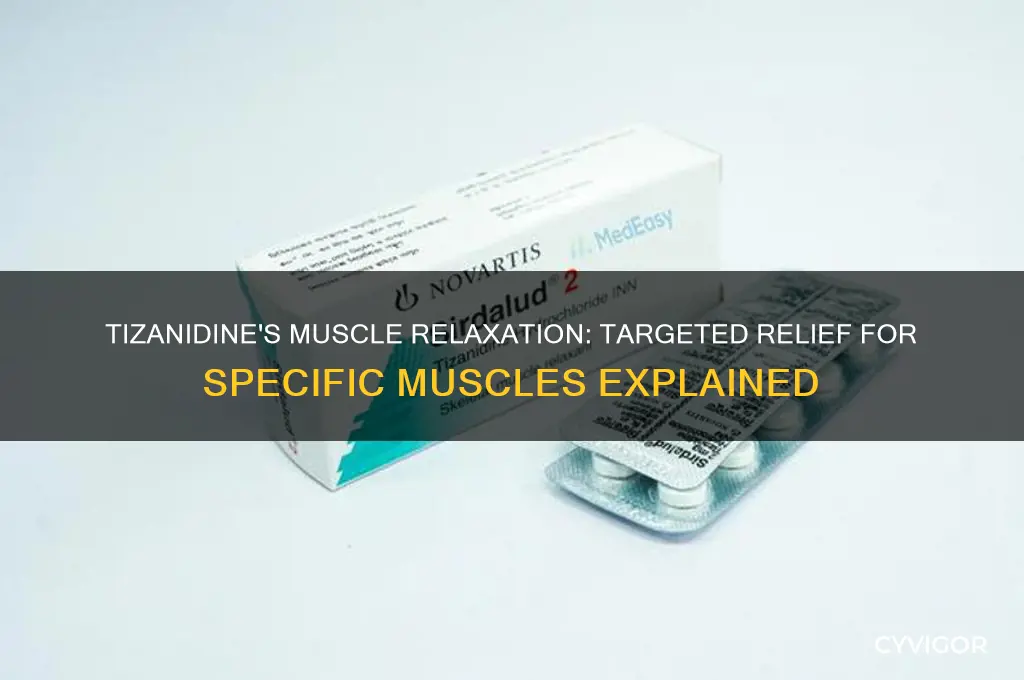 what muscles does tizanidine relax