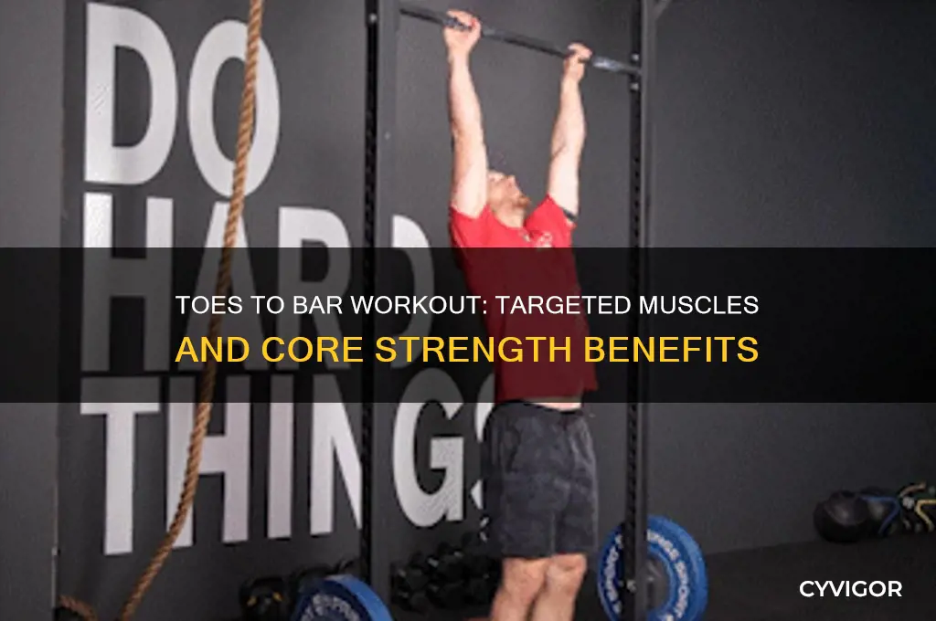 what muscles does toes to bar work