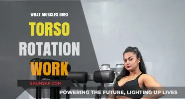 Torso Rotation: Key Muscles Engaged and Benefits Explained