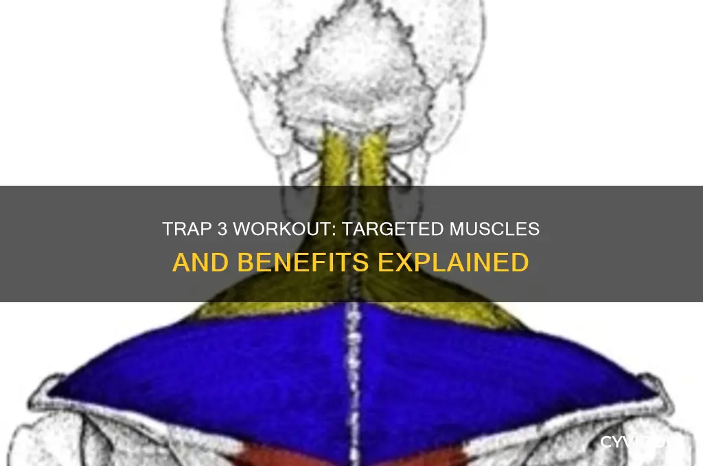 what muscles does trap 3 work