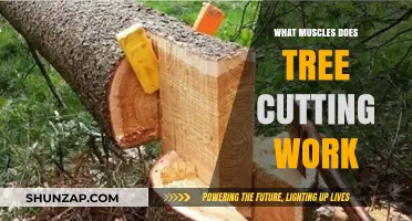 Tree Cutting Workout: Targeted Muscles and Full-Body Benefits Explained