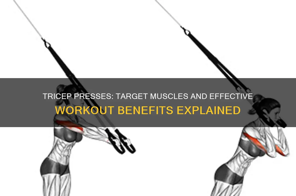 what muscles does tricep presses work