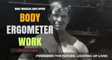 Upper Body Ergometer: Targeted Muscles and Benefits Explained